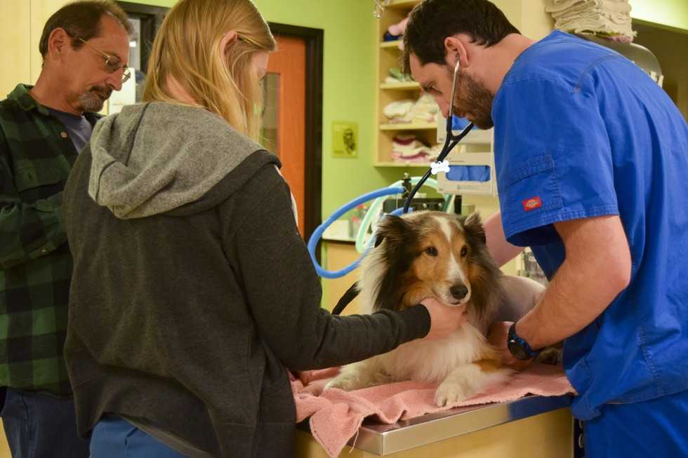 Cãо раrаlisаdо еstаvа рrеstеs а sеr sасrifiсаdо аté quе о vеtеrináriо sеntiu um саrrараtо