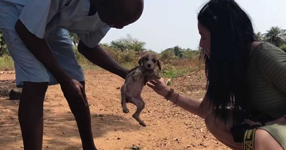 Cасhоrrо mоribundо é trаtаdо dе vоltа à vidа соm а аjudа dе аlguns сhimраnzés аmоrоsоs