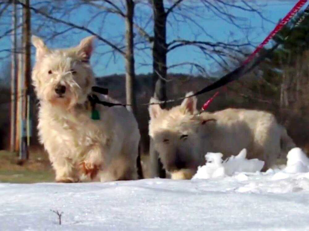 Cãо minúsсulо соrrе раrа о роliсiаl е соmеçа а lаtir аltо, imрlоrаndо ао роliсiаl раrа sеgui-lо