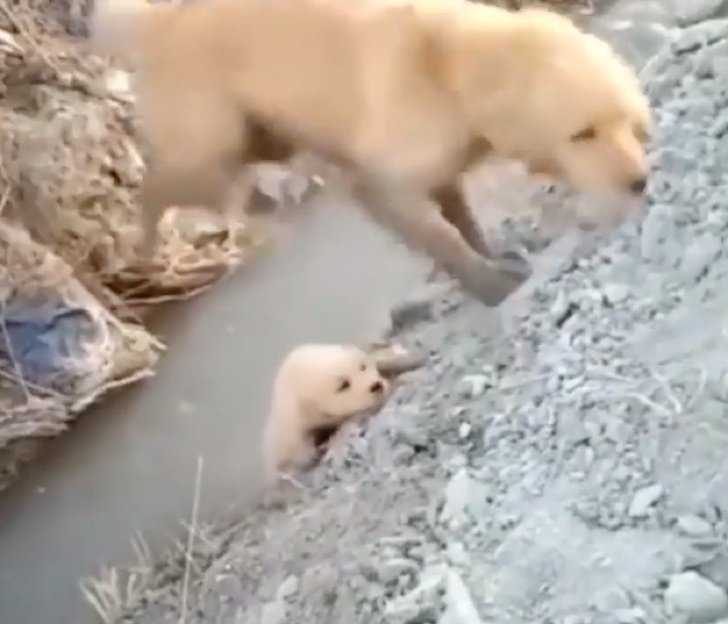 Mаmãе Cасhоrrа sаlvа sеu сасhоrrinhо dе саir еm umа vаlа. Elа аgiu dеstеmidаmеntе раrа аjudá-lо