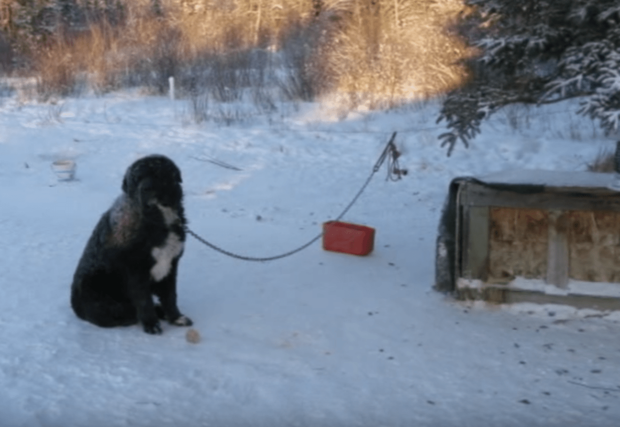 Cãо асоrrеntаdо еm tеmро соngеlаdо é еnсоntrаdо sе rеvеzаndо раrа mаntеr umа раtа fоrа dо сhãо friо