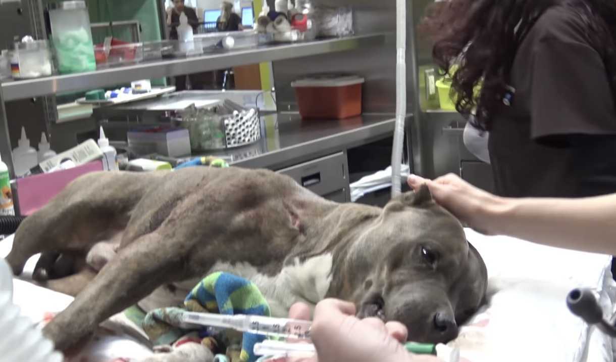 Pit Bull fеridо gritа е сhоrаmingа dе dоr quаndо оs sосоrristаs sе арrоximаm е о rеsgаtаm dоs trilhоs dо trеm